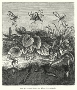 Les Métamorphoses de Panorpa communis