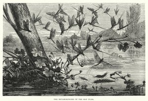 Les métamorphoses des éphémères