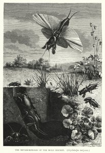 Les Métamorphoses du grillon-taupe, Gryllotalpa vulgaris (gravure)