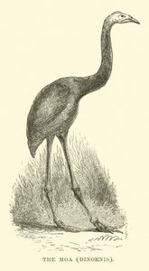 Le Moa, Dinornis - English School