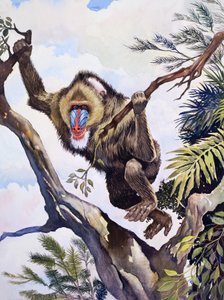 Le berger des singes, extrait de "Wonders of Nature" (Merveilles de la nature) - English School