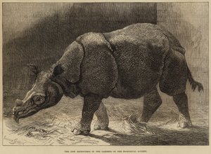 Le nouveau rhinocéros dans les jardins de la Société zoologique - English School