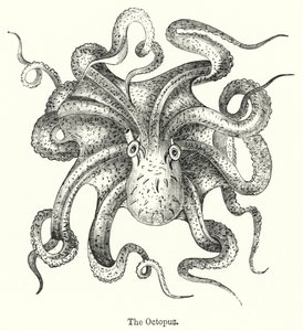 La pieuvre (gravure) - English School