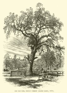 Le Vieil Orme, Boston Common, abattu en 1876 - English School