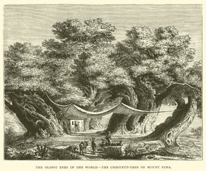 Le plus vieil arbre du monde, le châtaignier du mont Etna - English School