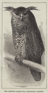 Le grand-duc hibou oriental, jardins zoologiques (gravure)