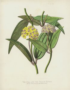 Les Hoyas Ovales et Pâles, Hoya Ovalifolia et Pallida - English School