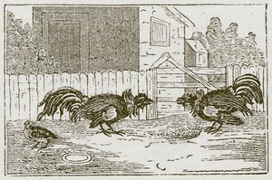La perdrix et les coqs (gravure)