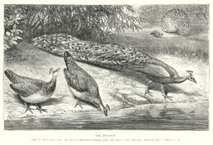 Le paon (gravure)