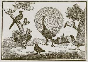 Le paon et la pie (gravure) - English School