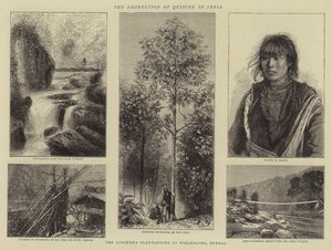 La production de quinine en Inde (gravure)