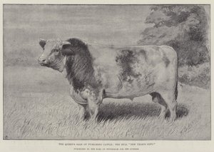 La vente de bovins de race pure de la reine, le taureau "New Year