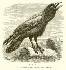 Le Corbeau