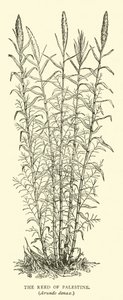 Roseau de Palestine, Arundo donax - English School