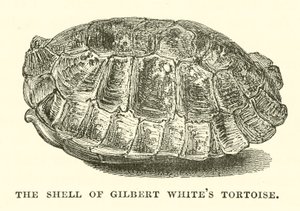 La carapace de la tortue de Gilbert White (gravure) - English School