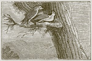 Le cerf-volant malade (gravure) - English School