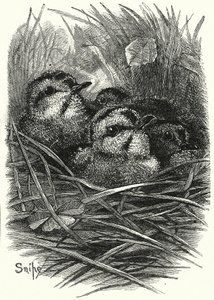 La famille de bécassines à la maison (gravure) - English School