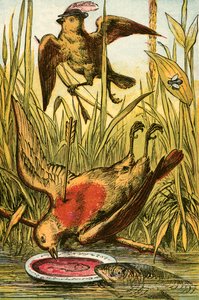 Le Moineau, Cock Robin et le poisson - English School