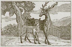 Le cerf et le fauve (gravure)