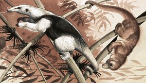 Le Tamandua