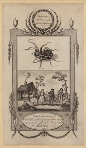 La tarentule, avec la méthode de guérison des piqûres, qui est effectuée par la musique et la danse - English School