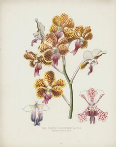 La Vanda Tricolore, Vanda Tricolor - English School
