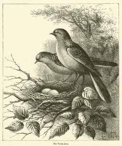 La tourterelle (gravure) - English School