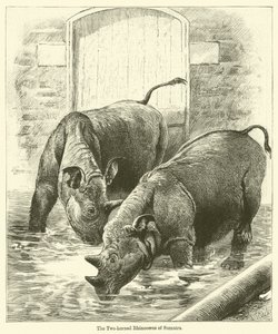 Le Rhinocéros à deux cornes de Sumatra
