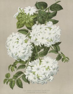 Le Jasmin Très Mince, Jasminum Gracillimum