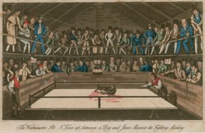 Le Westminster Pit : Une confrontation entre un chien et Jacco Macacco, le singe combattant