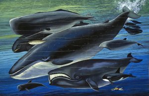 La famille baleine, illustration tirée de "Il était une fois".