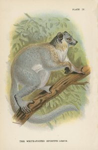 Le Lémur sportif à pieds blancs - English School