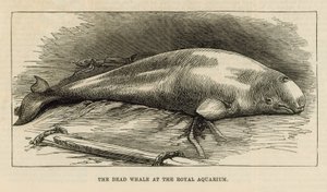 La baleine morte à l