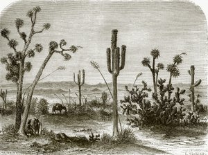 Le grand cereus