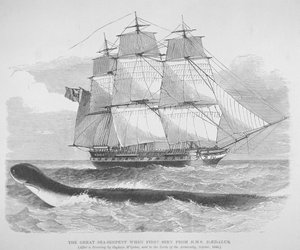 Le grand serpent de mer vu pour la première fois depuis le HMS Daedalus en 1848, vers 1848 (gravure)