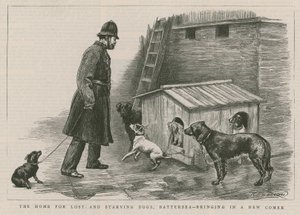 Le refuge pour chiens perdus et affamés - English School