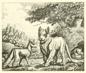 La lionne et le renard (gravure) - English School