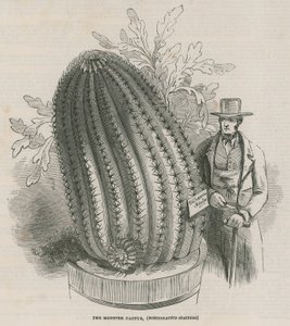 Le cactus monstre (Echinocactus stainesh) aux jardins royaux, Kew, Londres