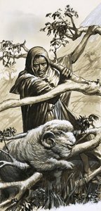 Les bergers de Bethléem ont dû sauver leurs moutons lorsqu