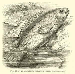 Le soi-disant poisson grimpeur, Anabas scandens - English School