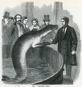 Le poisson qui parle - English School