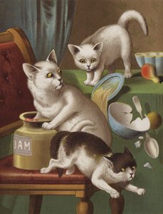Trois chatons voleurs - English School