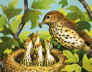 Grive et poussins