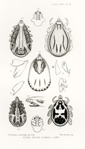 Tiques de la Somalie, illustration de The Hope Reports, Vol. II, 1897-1900, édité par Edward B. Poulton, Oxford, 1901