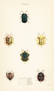 Coléoptères tortues : Omocerus bicornis, Cassida scalaris, Cassida micans, Cassida echinata, Cassida perforata, et Cassida luctuosa - English School