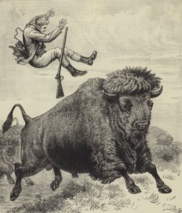 Jeté par un taureau de prairie