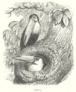 Toucan (gravure) - English School