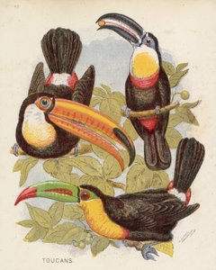 Toucans (lithographie en couleur)