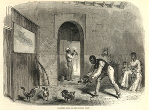 Entraînement des oiseaux pour le combat du dimanche - English School