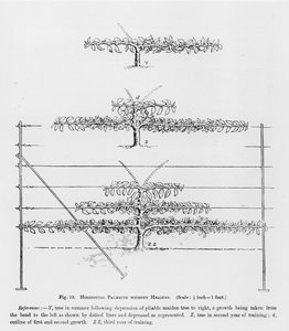 Formation de jeunes arbres fruitiers, de The Fruit Growers Guide par John Wright, publié vers 1897-1905